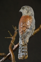 Pygmy Falcon on thorny branches