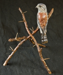 Pygmy Falcon on thorny branches