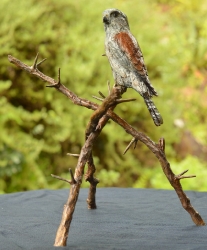 Pygmy Falcon on thorny branches