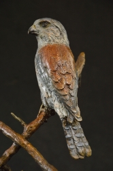 Pygmy Falcon on thorny branches