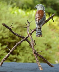 Pygmy Falcon on thorny branches