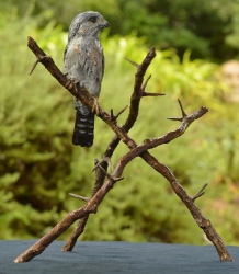 Pygmy Falcon on thorny branches
