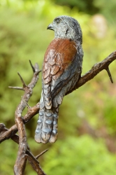 Pygmy Falcon on thorny branches