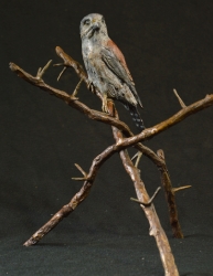 Pygmy Falcon on thorny branches