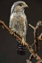Pygmy Falcon on thorny branches