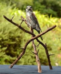 Pygmy Falcon on thorny branches