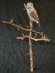 Pygmy Falcon on thorny branches