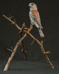 Pygmy Falcon on thorny branches
