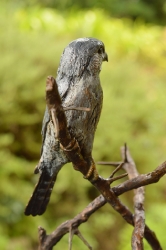 Pygmy Falcon on thorny branches