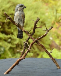 Pygmy Falcon on thorny branches