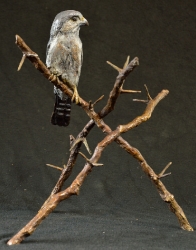Pygmy Falcon on thorny branches