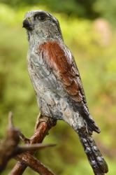 Pygmy Falcon on thorny branches