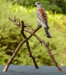 Pygmy Falcon on thorny branches 