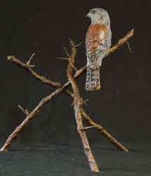 Pygmy Falcon on thorny branches