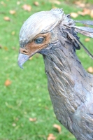 Secretary Bird