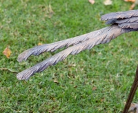 Secretary Bird