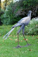 Secretary Bird