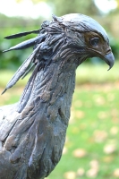 Secretary Bird