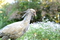 Secretary Bird