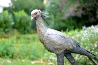 Secretary Bird