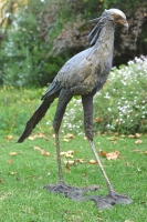 Secretary Bird