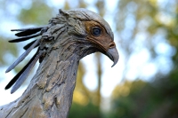 Secretary Bird