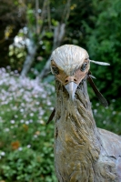 Secretary Bird