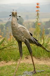 Secretary Bird 2 - Life Size