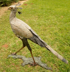 Secretary Bird 2 - Life Size