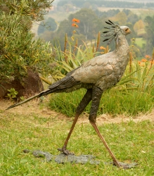 Secretary Bird 2 - Life Size