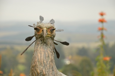 Secretary Bird 2 - Life Size