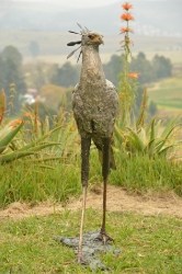 Secretary Bird 2 - Life Size