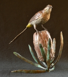 Sugarbird on Protea