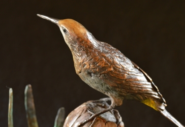 Sugarbird on Protea