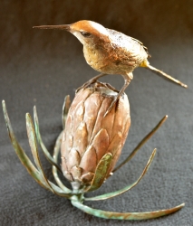 Sugarbird on Protea