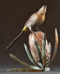 Sugarbird on Protea