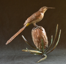 Sugarbird on Protea