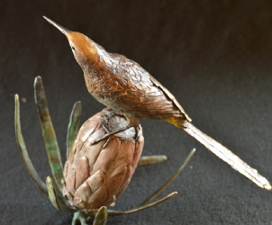 Sugarbird on Protea