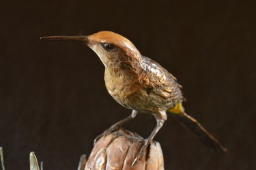 Sugarbird on Protea