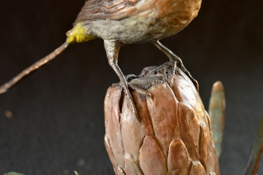 Sugarbird on Protea