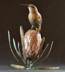 Sugarbird on Protea
