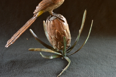 Sugarbird on Protea