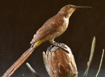 Sugarbird on Protea