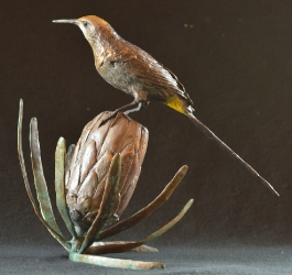 Sugarbird on Protea