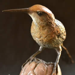 Sugarbird on Protea