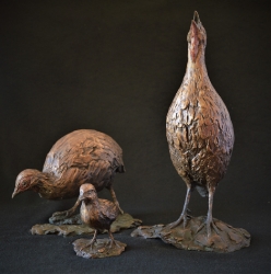 Swainson Spurfowl (Franklin)