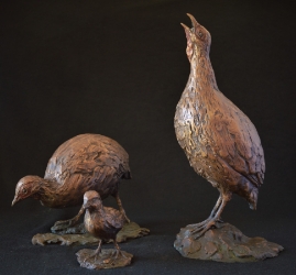 Swainson Spurfowl (Franklin)