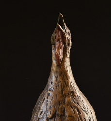 Swainson Spurfowl (Franklin)