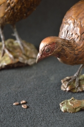 Swainson Spurfowl (Franklin)