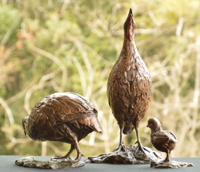 Swainson's Spurfowl